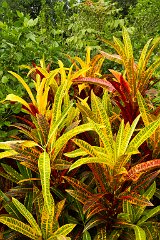 Hawaii - 001